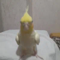 فروش دوعددعروس هلندی