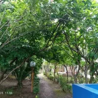 خانه ویلای ۱۰۰۰متر زمین بنا۱۰۰متر نزدیک هتل تیدا|فروش خانه و ویلا|رشت, لاکان شهر|دیوار