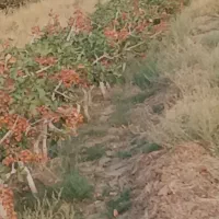 فروش باغ پسته