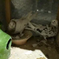 شازده سرور،سیاه