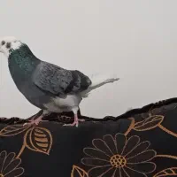 نرشازده گم شده