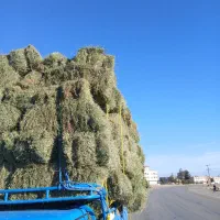 بیده یونجه سبز