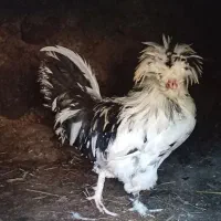 نژاد اصیل لهستانی|حیوانات مزرعه|چابکسر, |دیوار