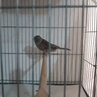 قناری ماده نگرو|پرنده|تهران, جیحون|دیوار