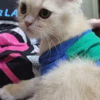 گربه اسکاتیش شناسنامه دارد|گربه|اصفهان, جلالیه|دیوار