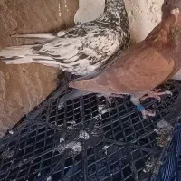 کبوتر سار هفرنگ