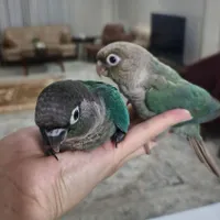 طوطی گرینچیک|پرنده|مشهد, جانباز|دیوار