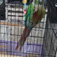 گرینچیک*ارام و دستی