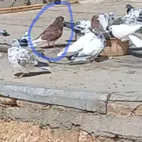 شب بالا مونده