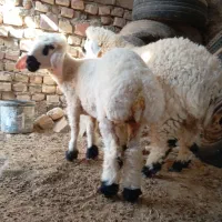 بره نروماده وطنی|حیوانات مزرعه|زابل, |دیوار