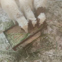 گوسفند بره