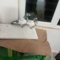 حیوون معاوضه با اگزوز هندا