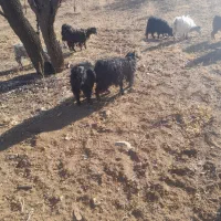 ۱۰ راس بزغاله نروماده سالم خوش خوراک