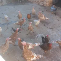 بوقلمون های ماده و نر سرجمع و تکی|حیوانات مزرعه|دیواندره, |دیوار