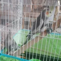 عروس هلندی سخنگو|پرنده|لنجان, |دیوار