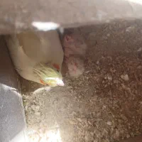 یک جفت عروس هلندی به همراه سه عدد جوجه|پرنده|تفت, |دیوار