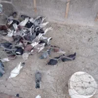 کبوتر. رنگی|پرنده|اردکان, |دیوار