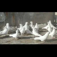 کبوتر چش نوک سفید