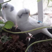 مرغ عشق با وسایل