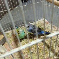 دو عدد مرغ عشق فروشی