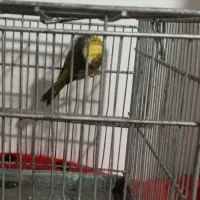 سره دهندار دهن سبک ایوب رحمتی ول ول گاله دار|پرنده|تهران, بوستان سرخه حصار|دیوار