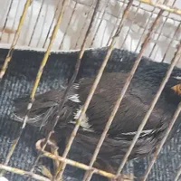 پرنده مرغ مینا
