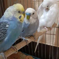 مرغ عشق|پرنده|دوگنبدان, |دیوار