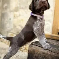 سگ آموزشی دنبلانی