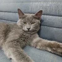 گربه اسکاتیش نر