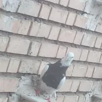 طوقی|پرنده|گتوند, |دیوار