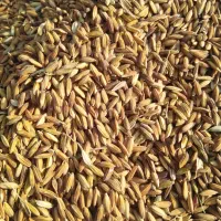 برنج اصل|خوردنی و آشامیدنی|کرمان, |دیوار