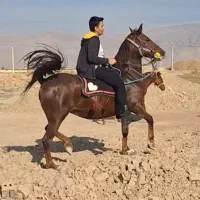 مادیون الماس|اسب و تجهیزات اسبسواری|مرودشت, تامین اجتماعی|دیوار