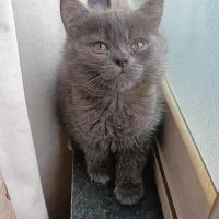 گربه های ناز|گربه|ساری, |دیوار