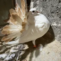 دم چتری کانادایی|پرنده|کاشان, لتحر|دیوار