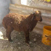 یک عدد گوسفند در سوسنگرد