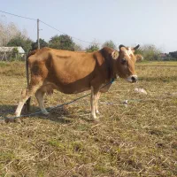 گاو با گوساله نر سیمینتال|حیوانات مزرعه|ماسال, |دیوار