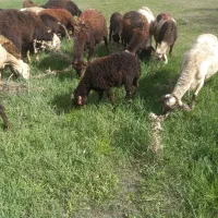 بری شیری ماده