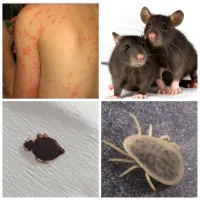 سمپاشی۱۰۰٪تضمینی کل حشرات ساس سوسک و..تهران و حومه