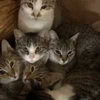 بچه گربه ۸ماهه