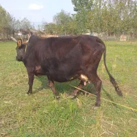 گاو با گوساله نر ۶ کیلو شیر
