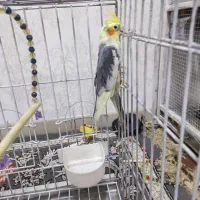 عروس هلندی معاوضه