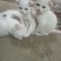 بچه گربه پرشین اسکاتیش