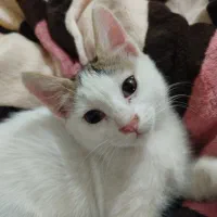 بچه گربه سه ماهه سفید