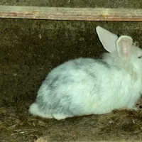 خرگوش|موش و خرگوش|رشت, کوی حسینی|دیوار