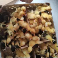 جوجه اردک پکنی تخمگذار و گوشتی|حیوانات مزرعه|مشهد, ارشاد|دیوار