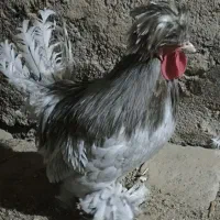 مرغ و خروس لهستانی