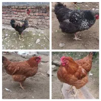 مرغ تخم گذار و خروس محلی