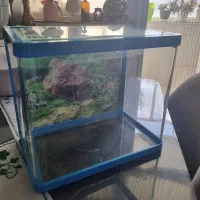 آکواریوم چینی|ماهی|بیرجند, |دیوار