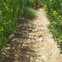 فروش انواع نهال مرکبات و انبه . پاجوش نخل و زیتون|خدمات باغبانی و درختکاری|چابهار, |دیوار