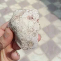 شهاب سنگ دارای فسیل